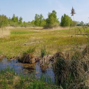 Aan de rand van natuurgebied de Wieden