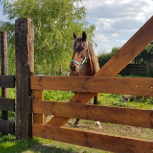 Bij de paarden van De Geschilde Aardappel in Zwartsluis