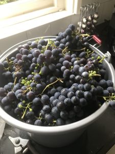 IMG_1646